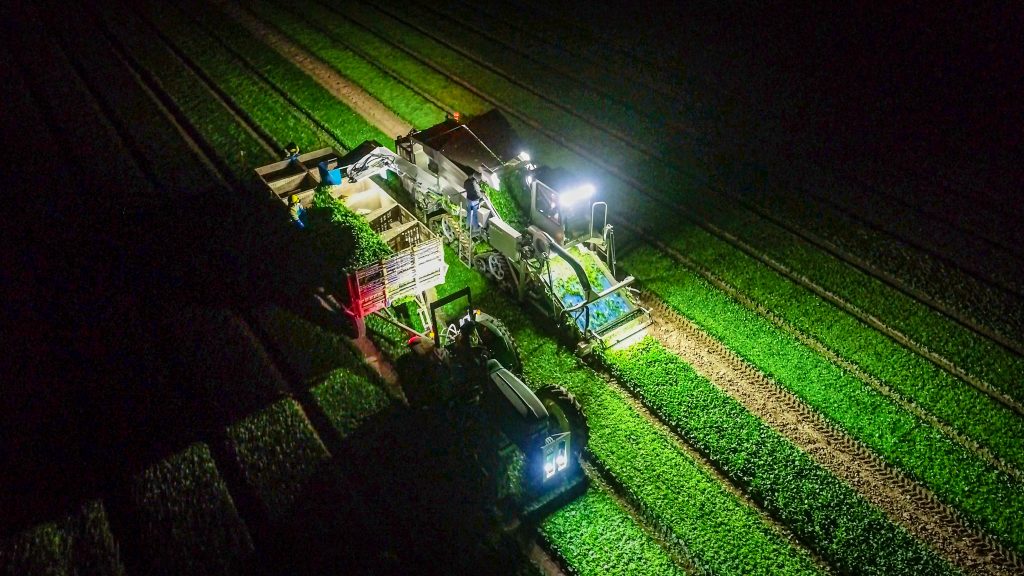Spudnik's vegetable equipment, bulk bed and John Deere tractor in a spinach farm being used to harvest.