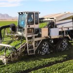 Baby leaf spinach harvester being used in a spinach farm to harvest spinach.