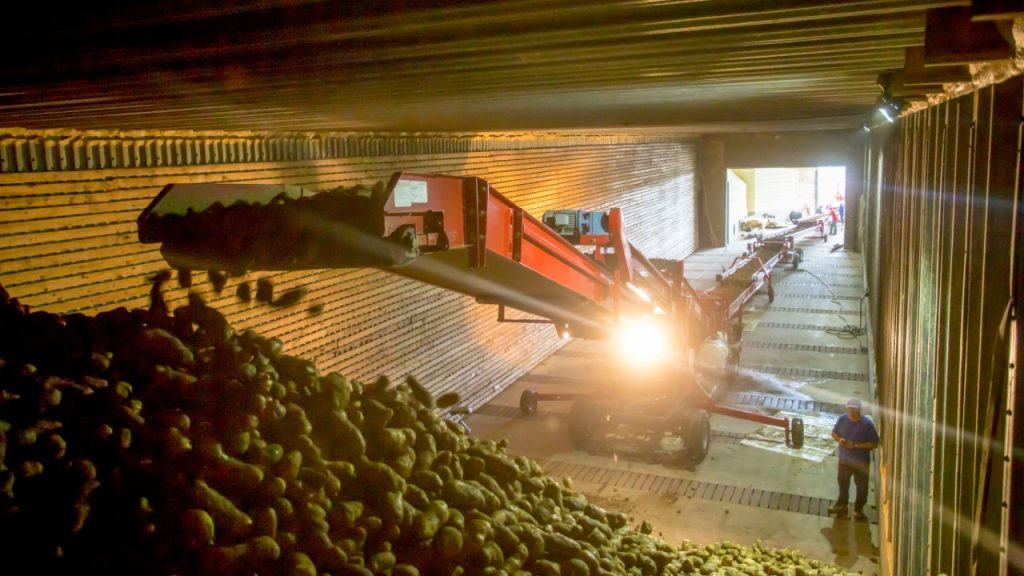 Transport piler in a storage room of potatoes being inspected by a man in the room.