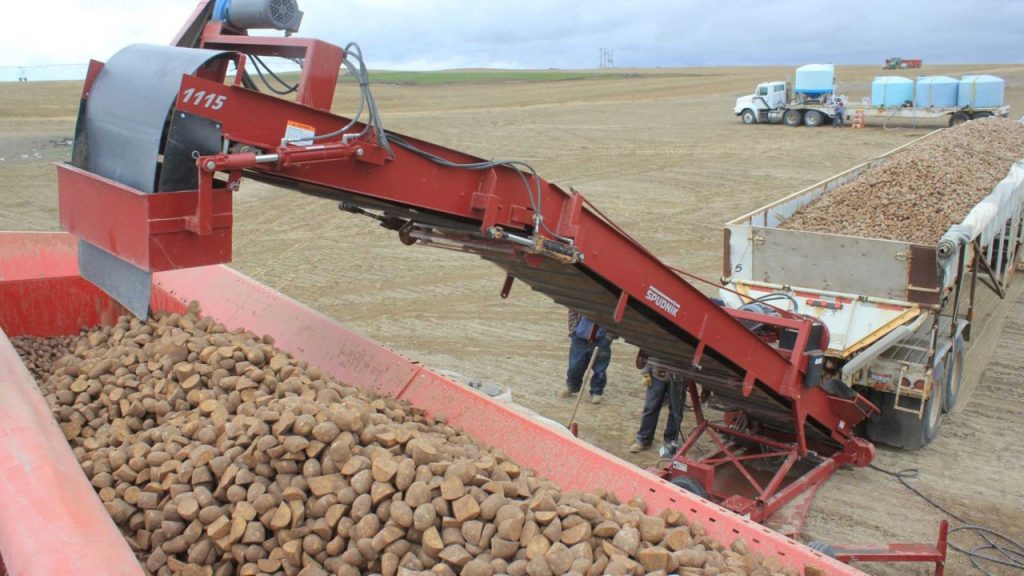 Transportador de enchimento de plantadeira de 30” da Spudnik em um campo com um reboque cheio de algo que parece ser pedaços de batata.