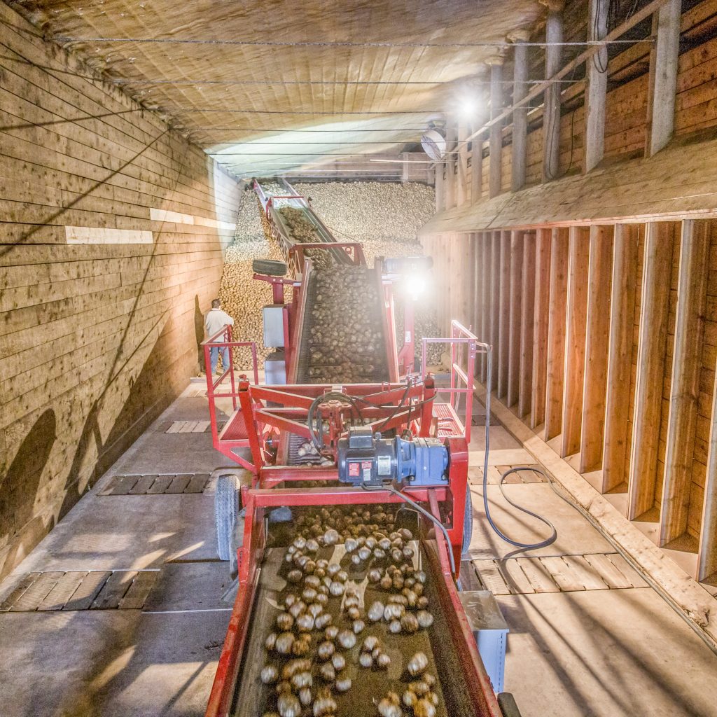 480 – Small Frame Piler in a storage room with potatoes.
