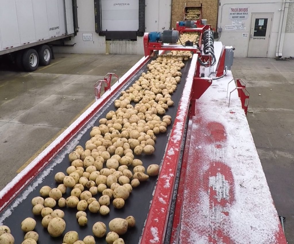 The 1400 – Dock Van Unloader filled with potatoes.
