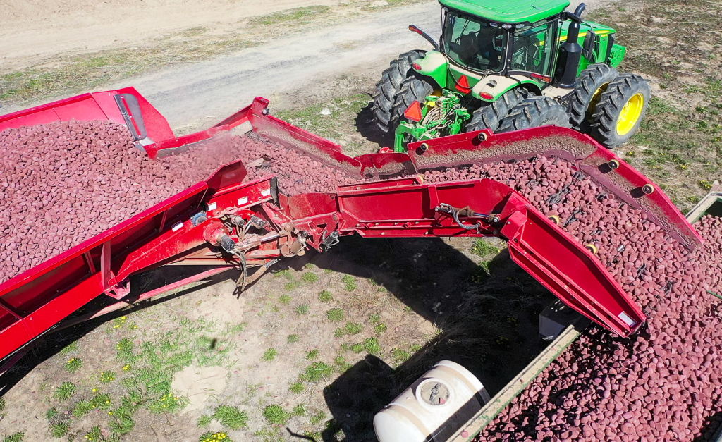 Spudnik's 35 Ton Potato Cart loading a bulk bed.