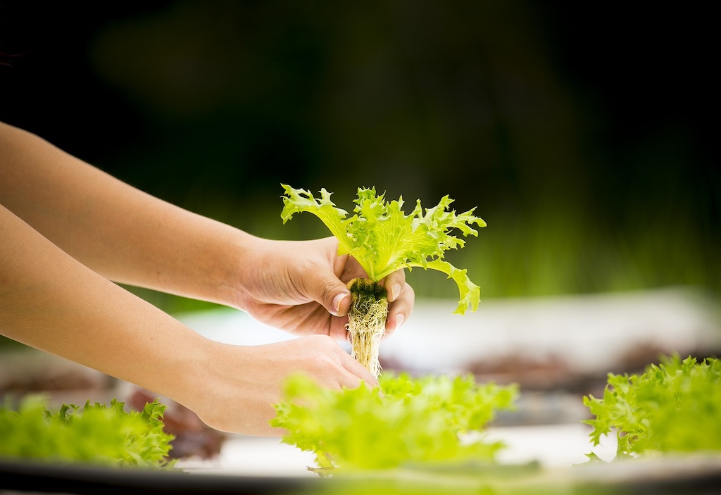 two hands transplanting a plant representing modern agriculture.