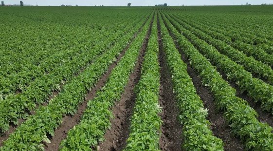 Why Potato Growers Should Consider Belt Planters 1 A green potato field.